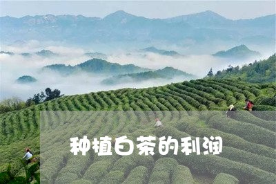 种植白茶的利润/2023060844849