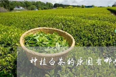 种植白茶的原因有哪些/2023042747150