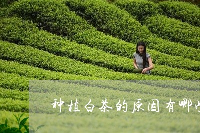 种植白茶的原因有哪些好处/2023111093537