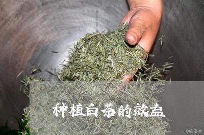 种植白茶的效益/2023060885138