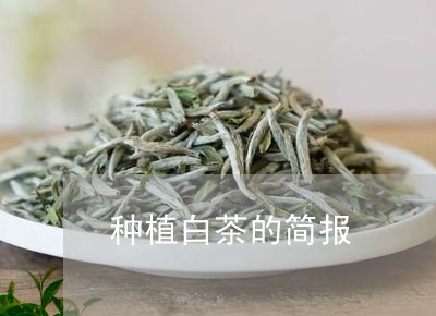 种植白茶的简报/2023060834040