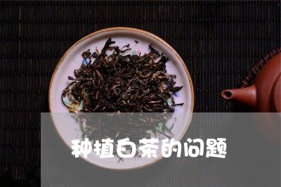 种植白茶的问题/2023060803826