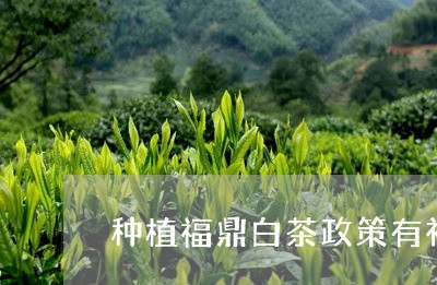 种植福鼎白茶政策有补贴吗/2023042767261