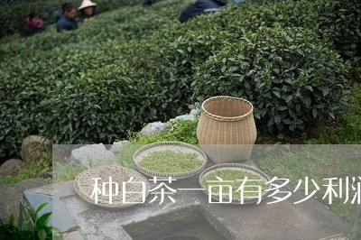 种白茶一亩有多少利润呢/2023110212693