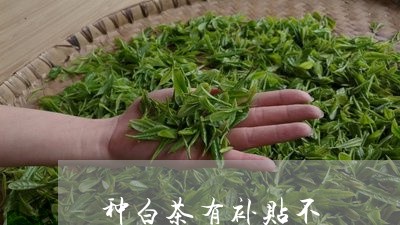 种白茶有补贴不/2023060845258