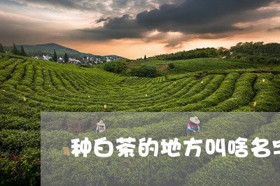 种白茶的地方叫啥名字好听/2023111043048