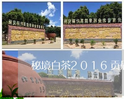 秘境白茶2016贡眉/2023092126260