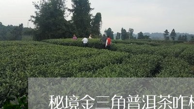 秘境金三角普洱茶咋样/2023092669462