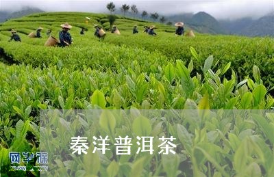 秦洋普洱茶/2023082628259