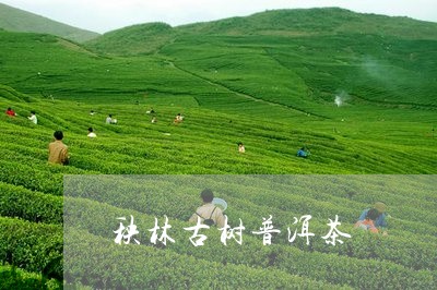 秧林古树普洱茶/2023102653916