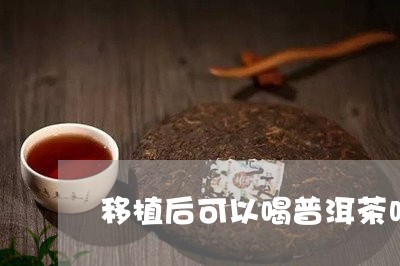 移植后可以喝普洱茶吗/2023092815147