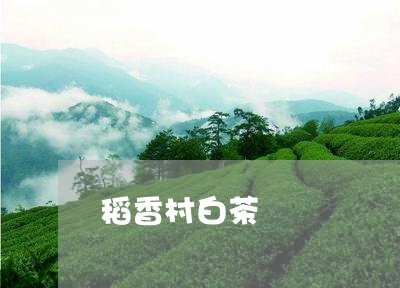 稻香村白茶/2023051152826