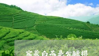 窖藏白茶是发酵得/2023070823937