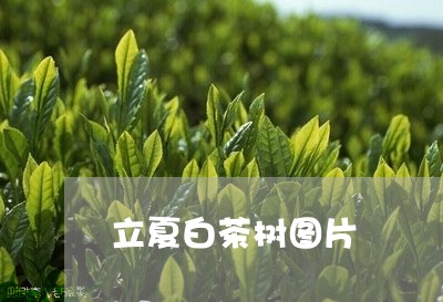 立夏白茶树图片/2023060914157