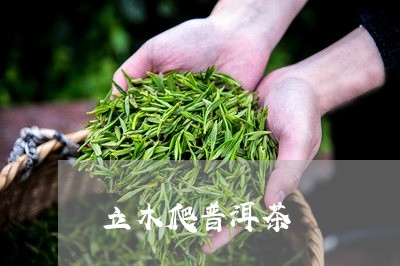 立木爬普洱茶/2023042799785