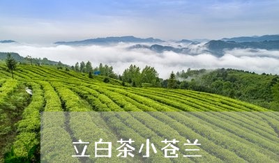 立白茶小苍兰/2023052310592