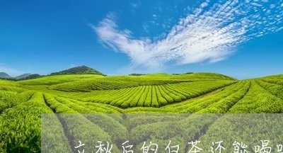 立秋后的白茶还能喝吗/2023042739573