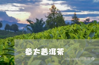 章太普洱茶/2023090629592