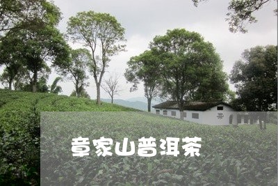 章家山普洱茶/2023042695555