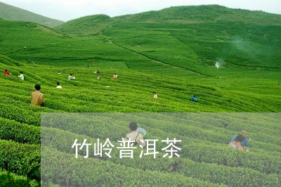 竹岭普洱茶/2023090630503