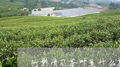 竹影清风茶叶是什么茶/2023092256159