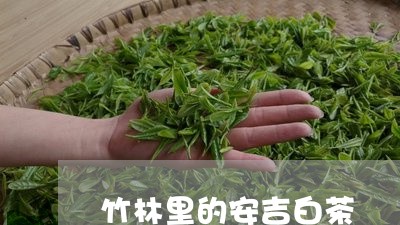 竹林里的安吉白茶/2023070737372