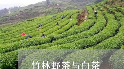 竹林野茶与白茶/2023060913948