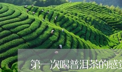 第一次喝普洱茶的感觉/2023092515159