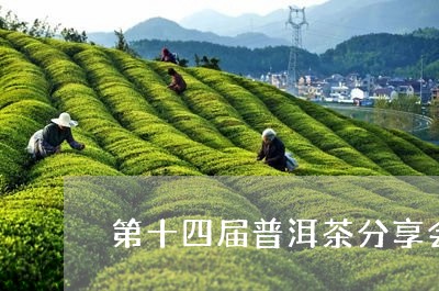 第十四届普洱茶分享会/2023092630582