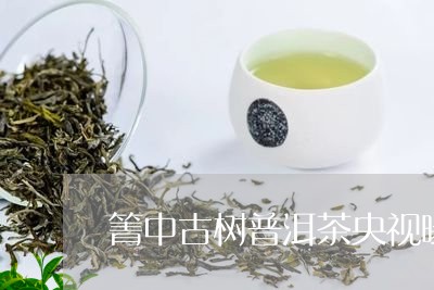 箐中古树普洱茶央视曝光/2023120788479