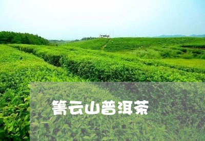 箐云山普洱茶/2023042859208