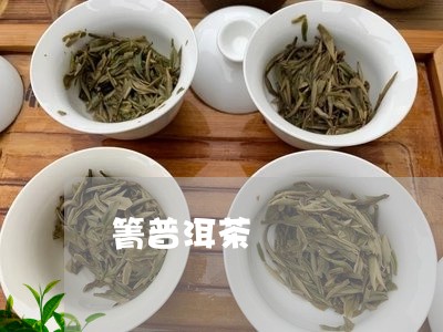 箐普洱茶/2023110840948