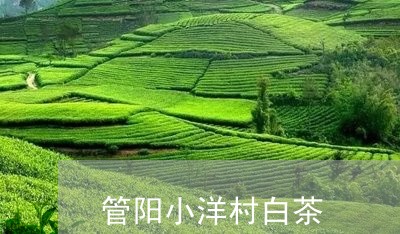 管阳小洋村白茶/2023060822593