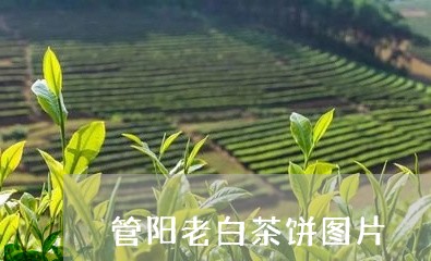 管阳老白茶饼图片/2023070721602