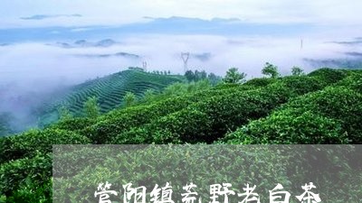 管阳镇荒野老白茶/2023111705050