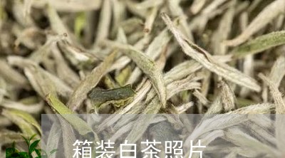 箱装白茶照片/2023052340714