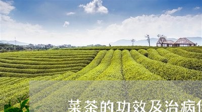 簕菜茶的功效及治病作用什么叫菜茶/2023060429492