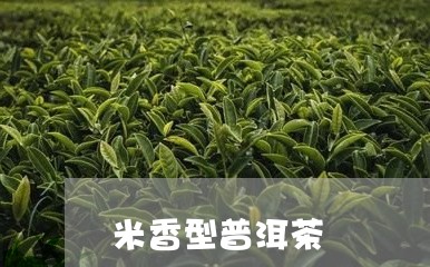 米香型普洱茶/2023042778227