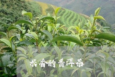 米香的普洱茶/2023090644360