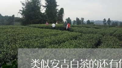 类似安吉白茶的还有什么茶/2023042717372