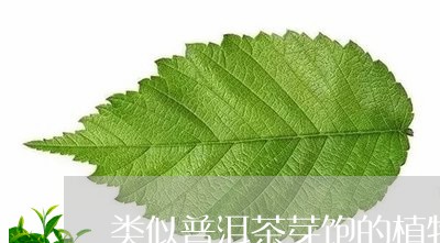 类似普洱茶芽饱的植物/2023072413937