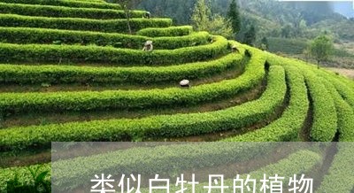 类似白牡丹的植物/2023090607272