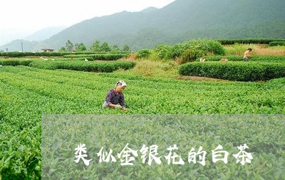 类似金银花的白茶/2023070741602