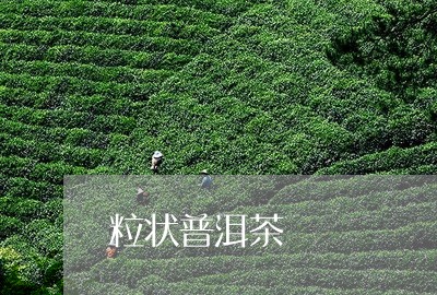 粒状普洱茶/2023090627272