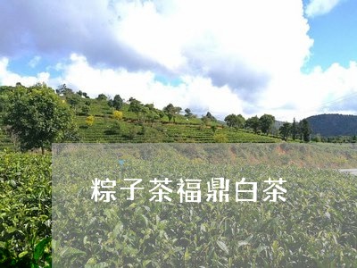 粽子茶福鼎白茶/2023060974948