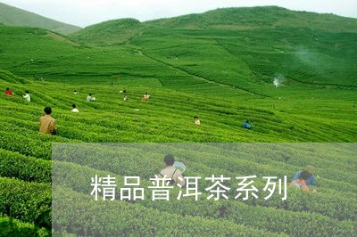 精品普洱茶系列/2023110915047