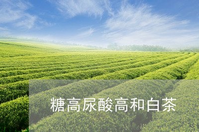 糖高尿酸高和白茶/2023070874836