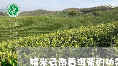 糯米云南普洱茶的功效与禁忌/2023083106949