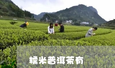 糯米普洱茶有壞處/2023062463947