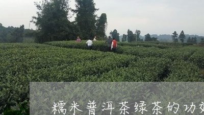 糯米普洱茶绿茶的功效作用/2023121887268